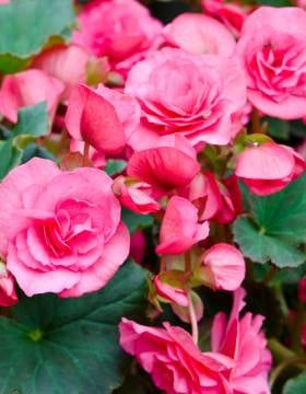 Image of Begonias bouquet