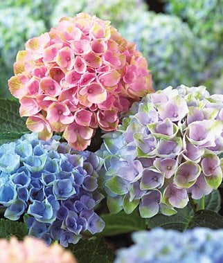 Image of Hortensia bouquet