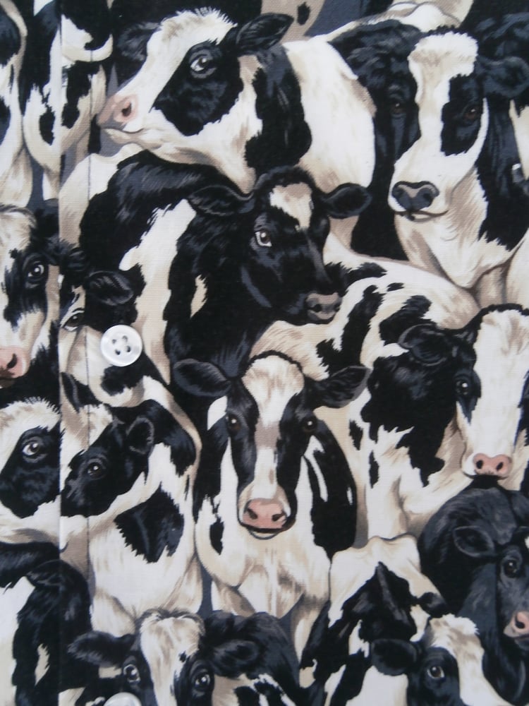 Image of COWS.