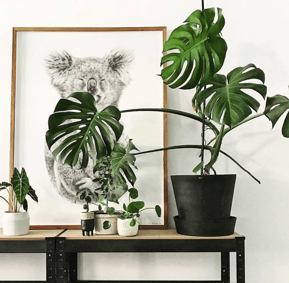 Image of 'THE ALCHEMIST' Limited Edition Print