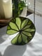 Image of Light green lily pad