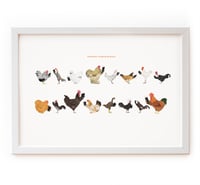 Chickens reading Dickens Print