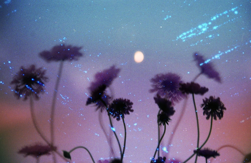 Image of Scabiosa, Kosmos & the Moon.