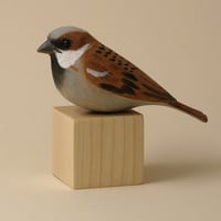 Image 1 of Sparrow