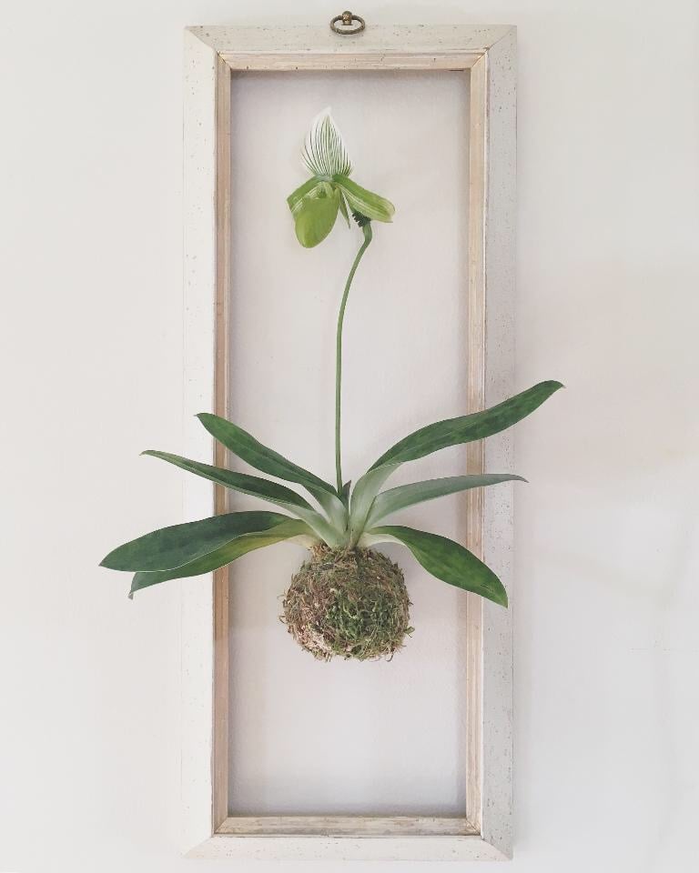 Image of Venus Slipper Orchid Kokedama