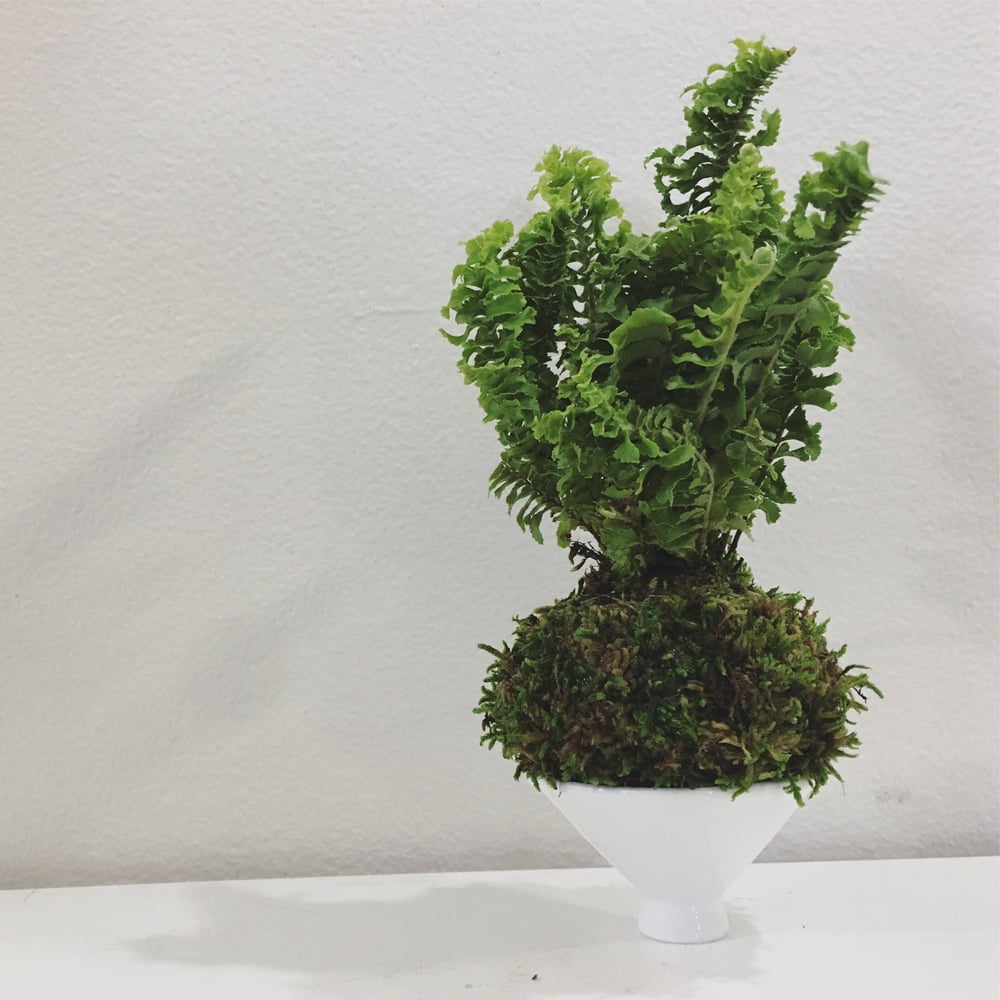 Image of Ladder Fern Kokedama 