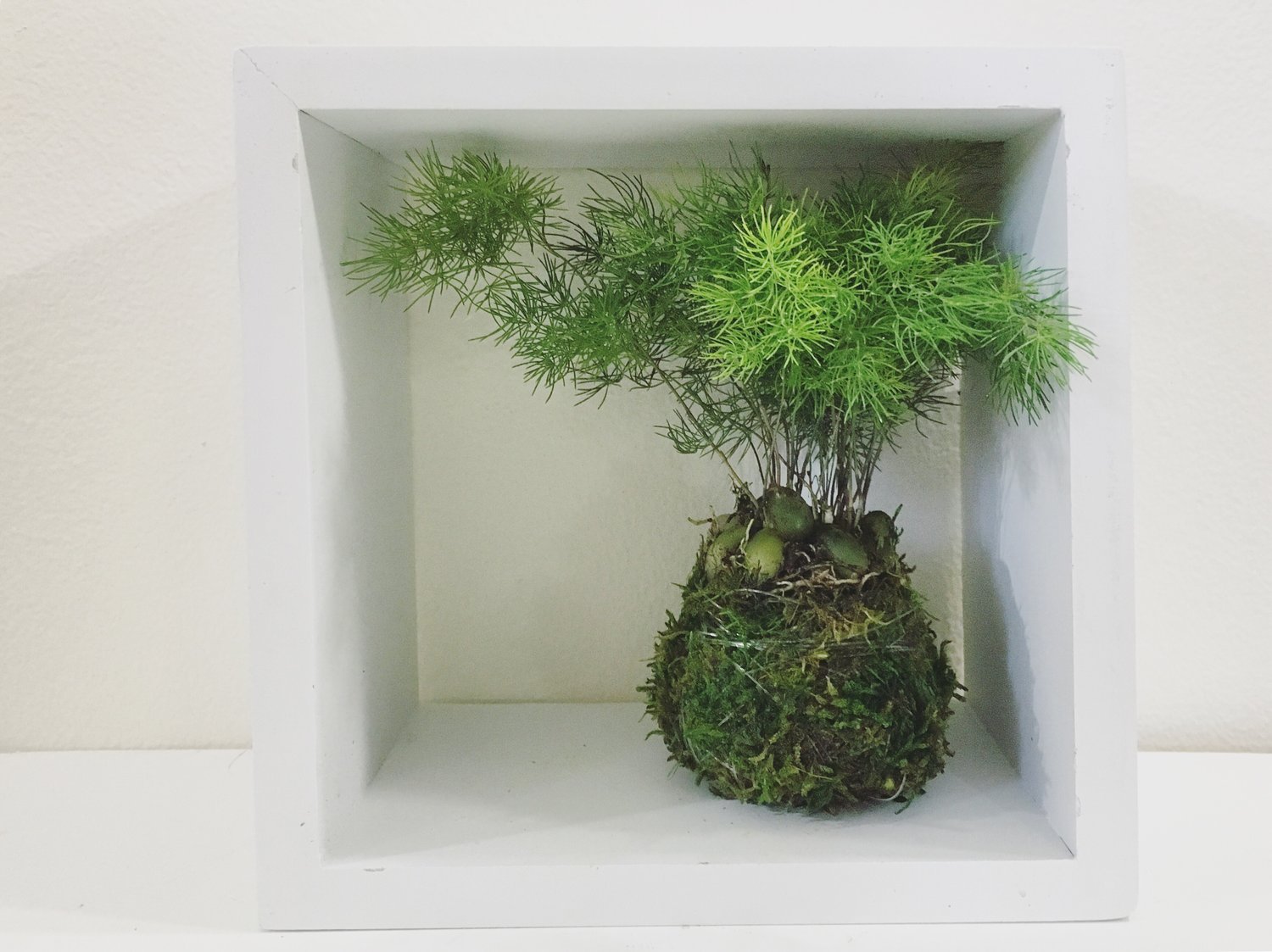 Asparagus Fern Plumosa Kokedama