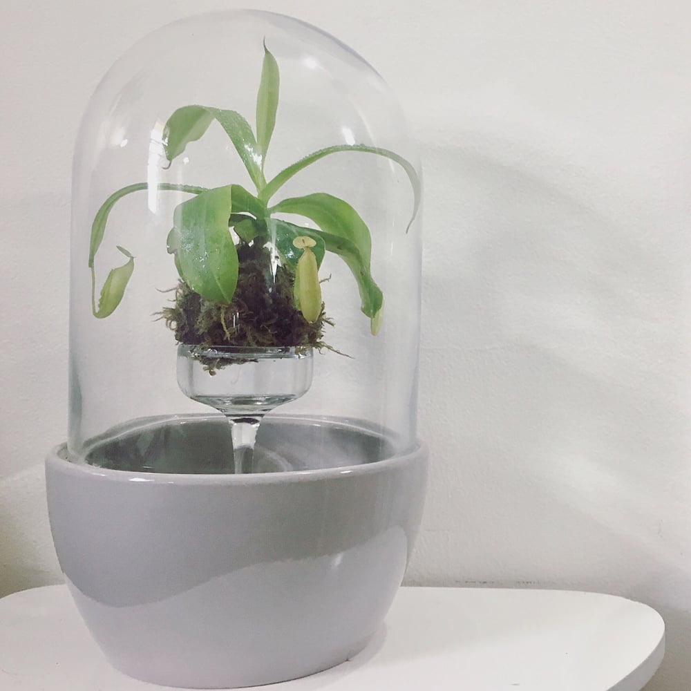 Image of Nepenthes Kokedama