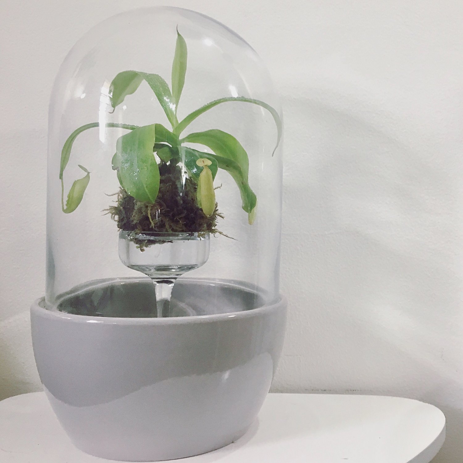 Image of Nepenthes Kokedama
