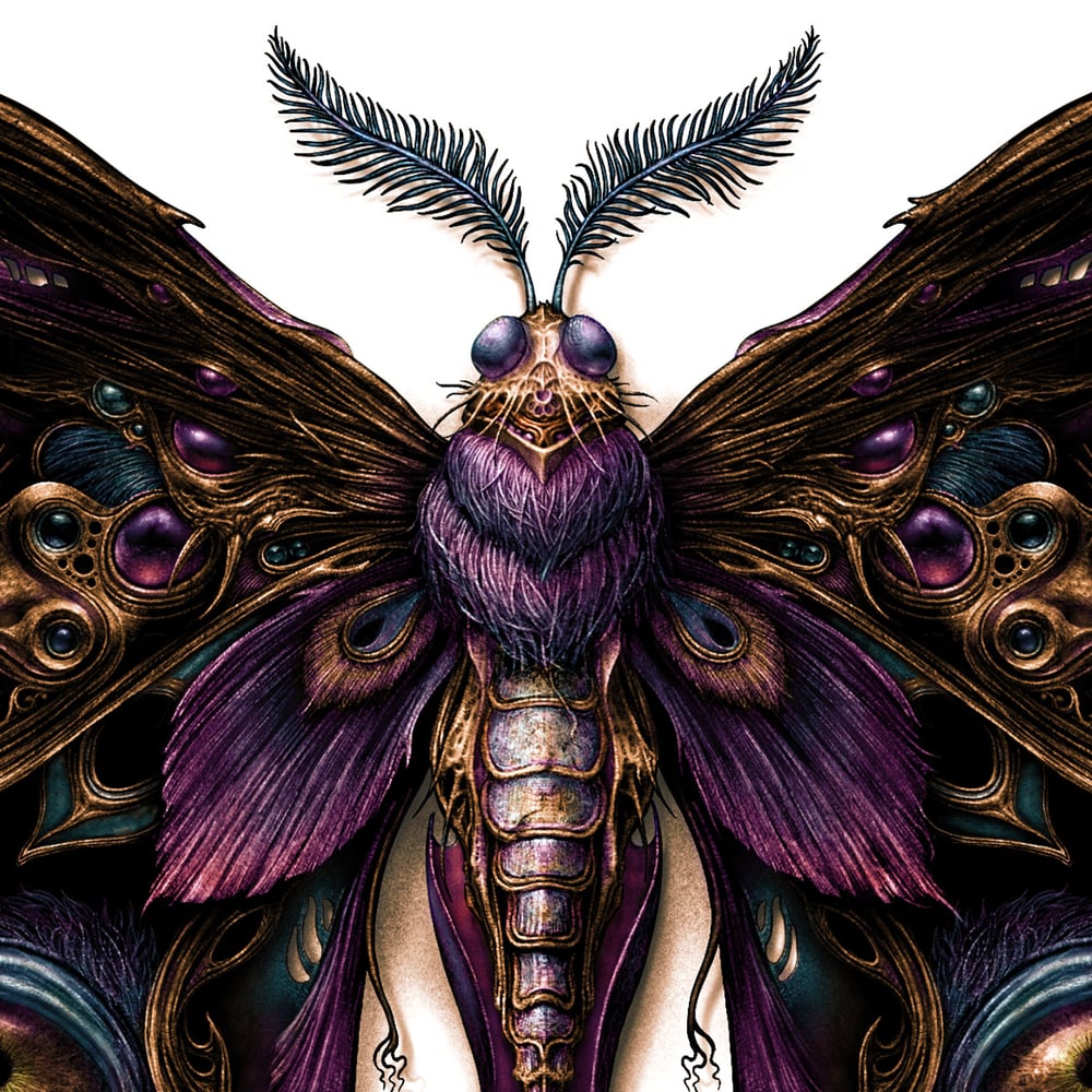 Image of Lepidoptera 2  Art print