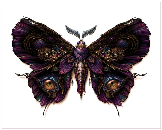 Image of Lepidoptera 2  Art print