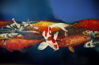 Image 5 of Original Canvas - Rebel - 36" x 36"