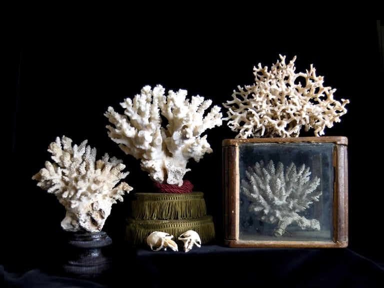 Image of An outstanding collection of antique white corals