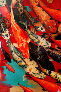 Image 5 of Original Canvas - Koi on Crimson with Turquoise and Gold - 36" x 48"