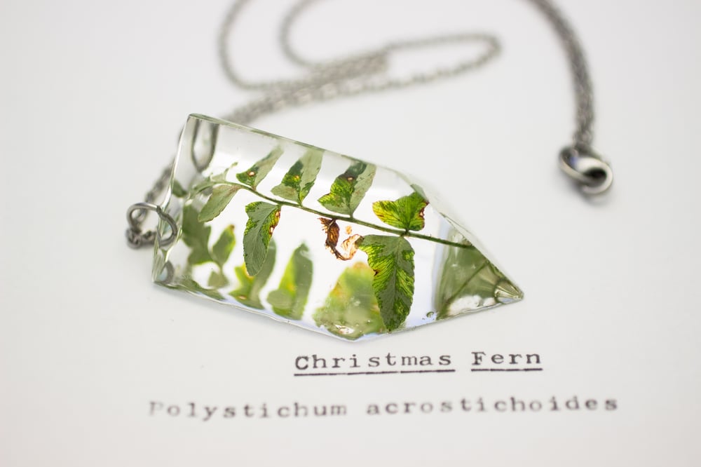 Image of Christmas Fern (Polystichum acrostichoides) - Small #1