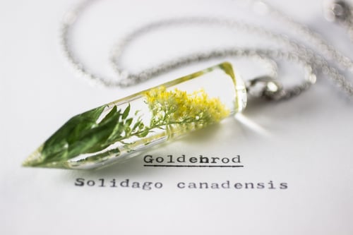 Image of Common Goldenrod (Solidago canadensis) - Medium Crystalline Pendant