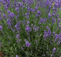 Image 1 of Lavender
