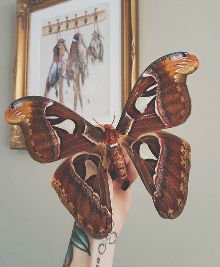 Image of Framed Attacus Atlas Moth 