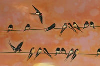 Image 3 of Original Canvas - Swallows at Dawn - 30" x 40"