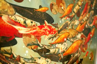 Image 3 of Original Canvas - Koi on Ochre/Blue-Grey/Burnt Sienna - 36" x 60"