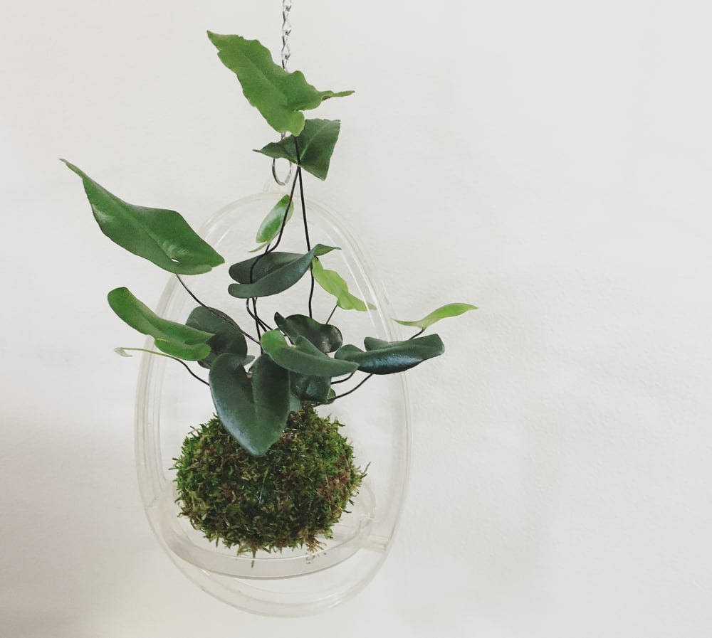 Image of Hart’s Tongue Fern Kokedama