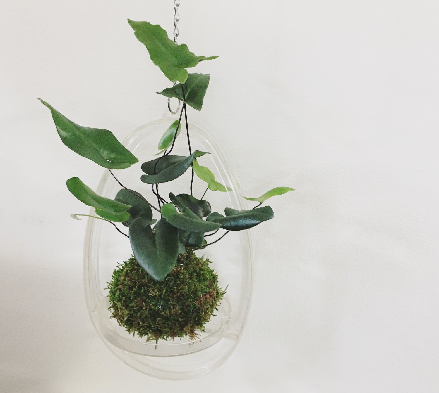 Image of Hart’s Tongue Fern Kokedama