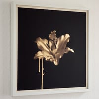 Image 4 of Gilded Lily (Gold)