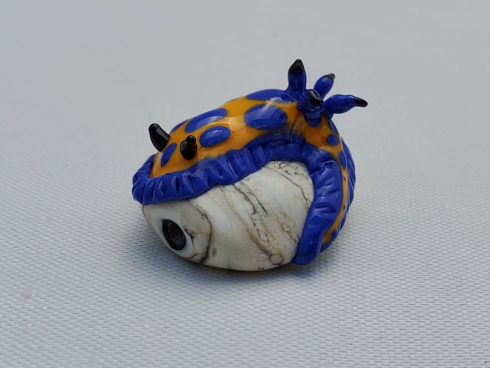 Image of Blue and Yellow Nudibranch
