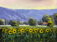 "Sunflowers At Sinalunga"