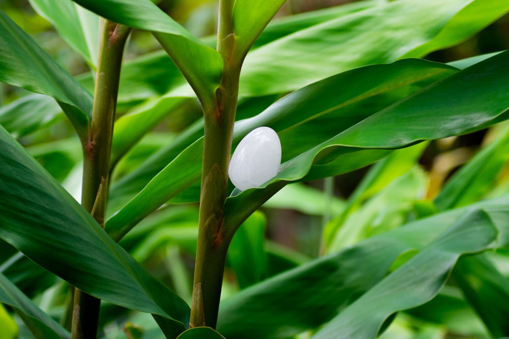 Image of Crystal Quartz Yoni Eggs Drilled