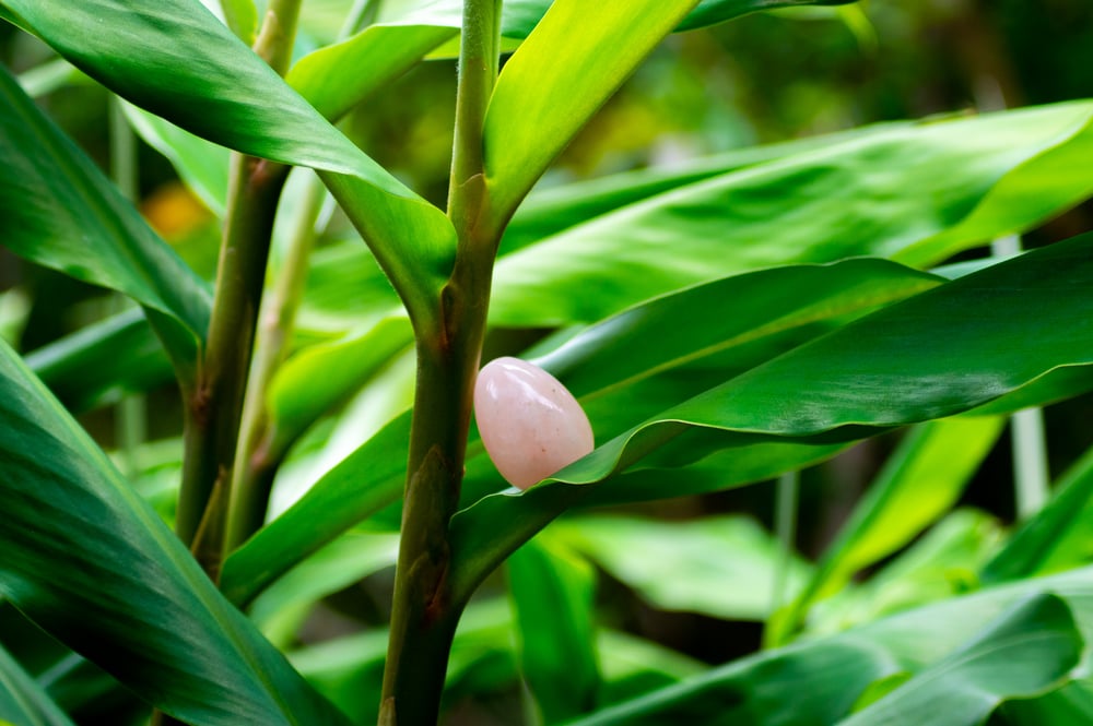 Image of Rose Quartz Yoni Eggs