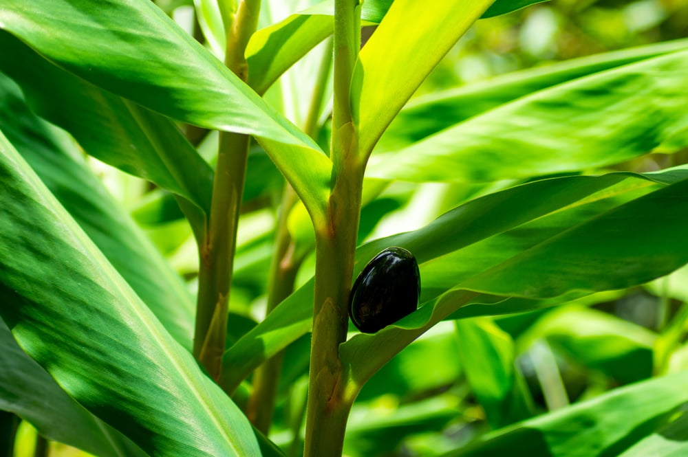 Image of Black Obsidian Yoni Egg