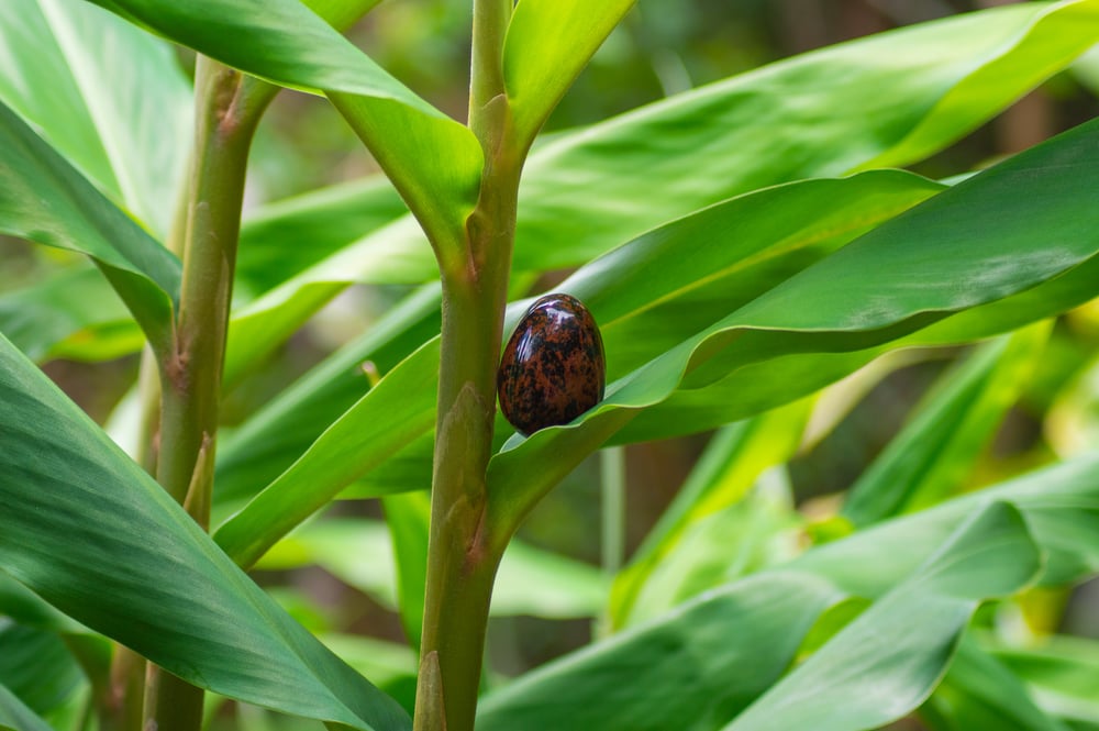 Image of Mahogany Obsidian Yoni Eggs