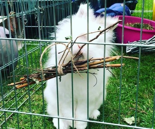 Image of Dried Delights Foraged Branch Toy