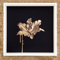 Image 3 of Gilded Lily (Gold)