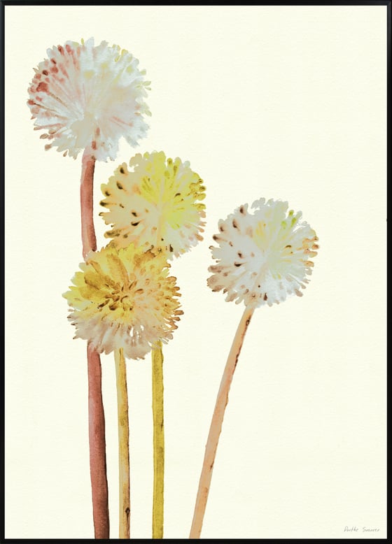 Image of Allium Yellow -  various sizes - prices from