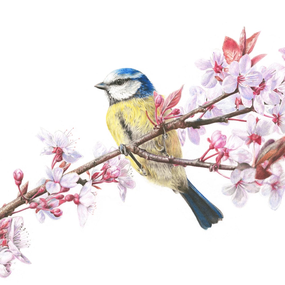 Image of 'Blossom & Blue' Greetings Card
