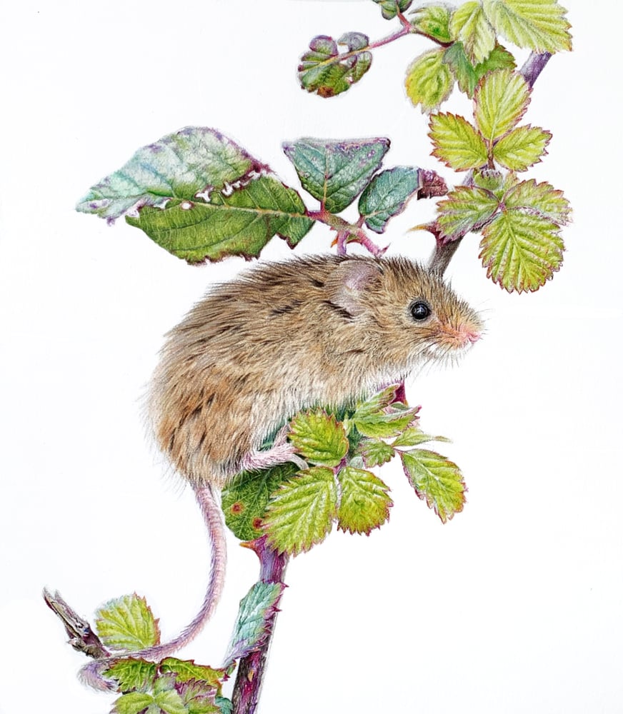 Image of 'Bramble' Greetings Card
