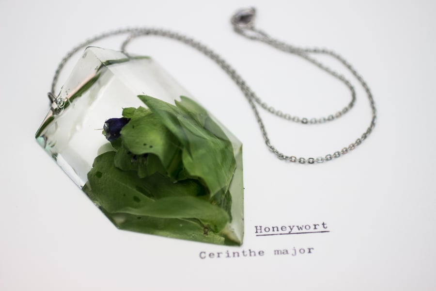 Image of Honeywort (Cerinthe major) - Chunky Statement Piece #2