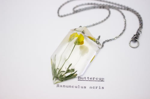 Image of Buttercup (Ranunculus acris) - Small #1