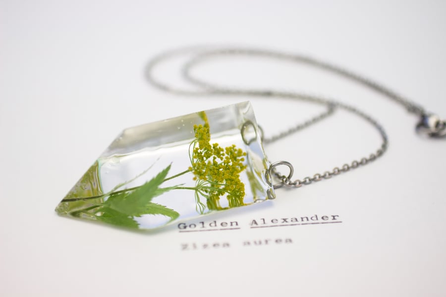 Image of Golden Alexander (Zizia aurea) - Small #1