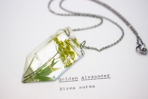 Image of Golden Alexander (Zizia aurea) - Small #1