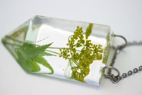 Image of Golden Alexander (Zizia aurea) - Small #1