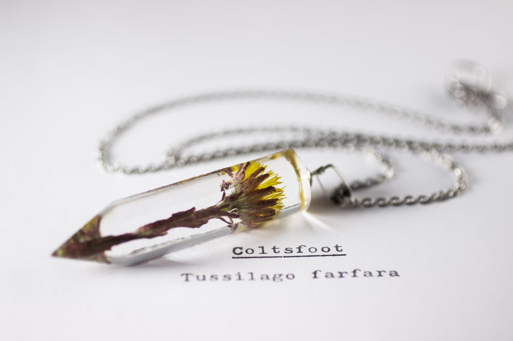 Image of Coltsfoot (Tussilago farfara) - Medium Crystalline Pendant #1