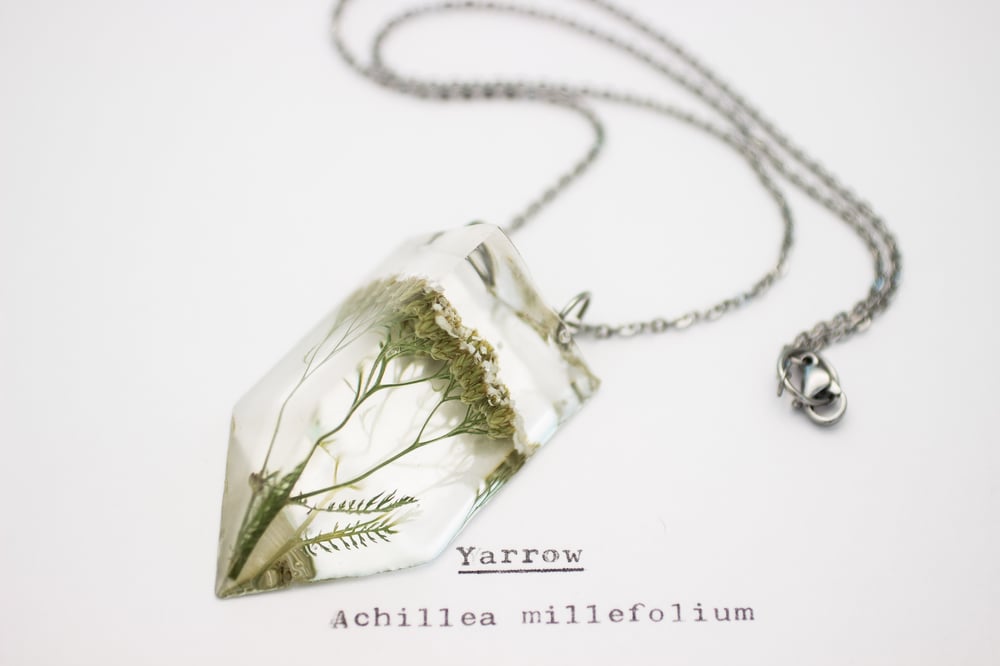 Image of Yarrow (Achillea millefolium) - Small #1