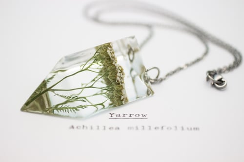 Image of Yarrow (Achillea millefolium) - Small #1