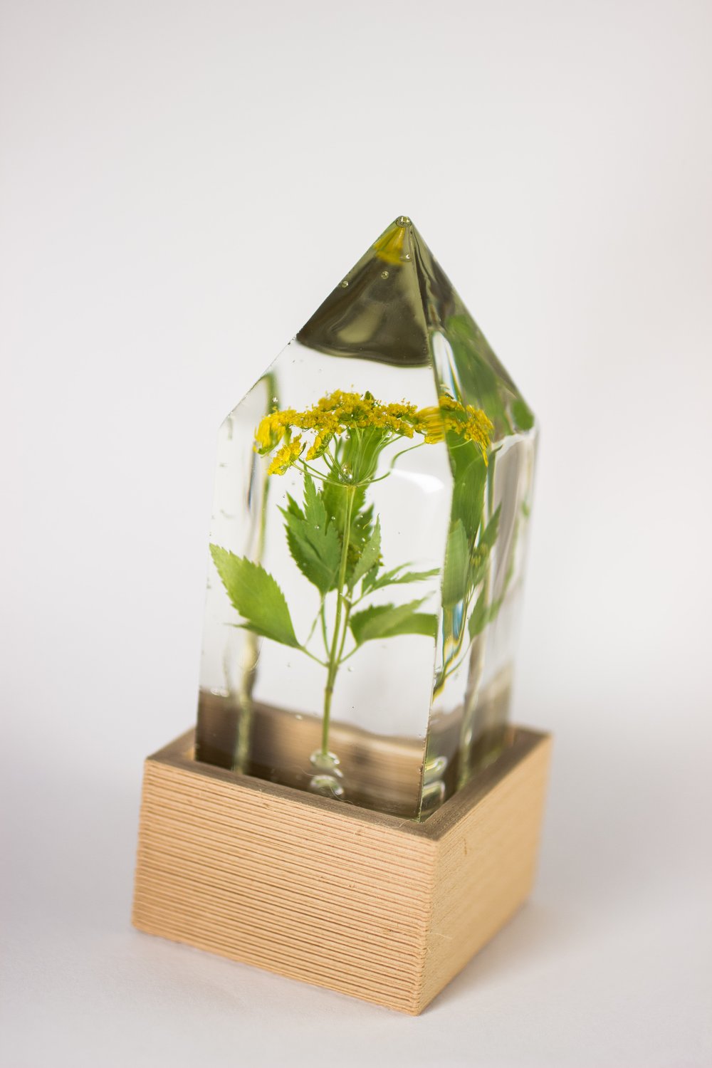 Image of Golden Alexander (Zizea aurea) - Floral Prism Desk Light #1