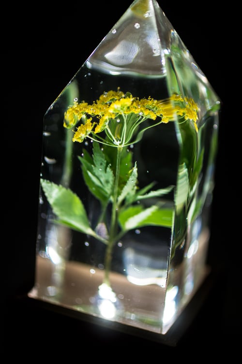 Image of Golden Alexander (Zizea aurea) - Floral Prism Desk Light #1