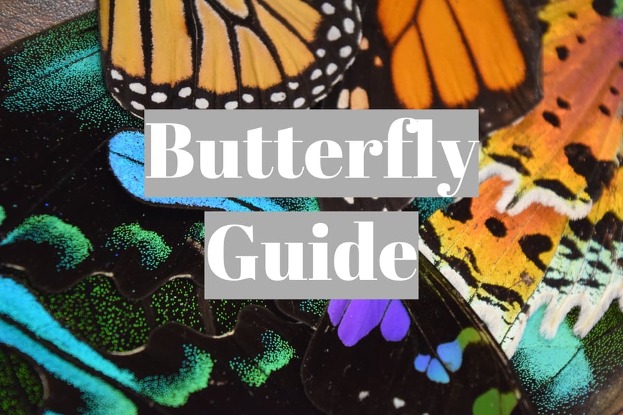 Image of Butterfly Guide