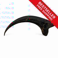 Image 2 of The Velociraptor Claw